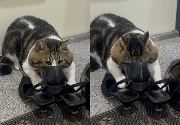 ▲。(圖/翻攝自X/@3k___pnt)