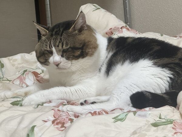 ▲。(圖/翻攝自X/@3k___pnt)