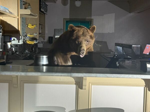 大熊誤闖冰淇淋店。(圖/翻攝自粉專El Dorado County Sheriff`s Office)