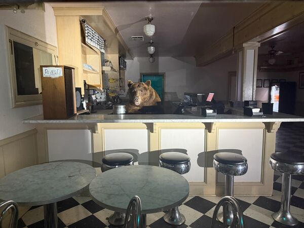 大熊誤闖冰淇淋店。(圖/翻攝自粉專El Dorado County Sheriff`s Office)