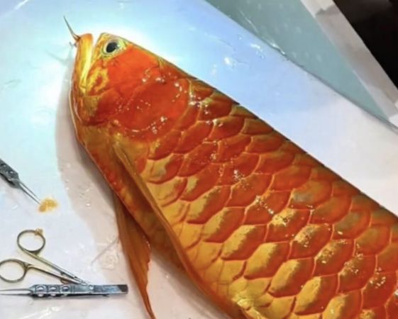 ▲▼龍魚「眼睛動手術」 2年前奪冠「能換1套房」。(圖/翻攝微博)