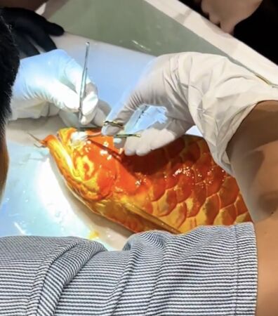 ▲▼龍魚「眼睛動手術」 2年前奪冠「能換1套房」。(圖/翻攝微博)