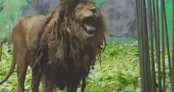 大陸貴州省貴陽市黔靈山動物園的一隻非洲雄獅,近日因外觀「邋遢」爆紅網路。(圖/翻攝自微博)