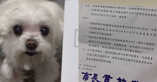 嘉義一名女子表示,自己收到市府通知函,指控她飼養的馬爾濟斯犬已兩年未施打狂犬病疫苗將被開罰3萬元。(圖/翻攝Threads/aqweeappo)