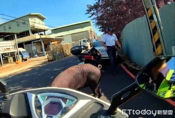 ▲「落跑」大黑豬轉角遇巡警。(圖/桃園警分局提供)