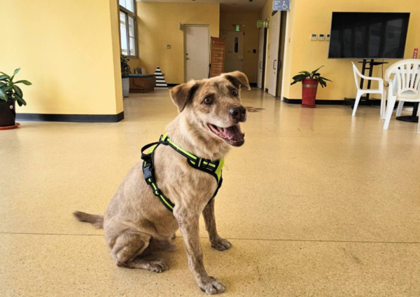 棕棕回家。(圖/新北市政府提供)