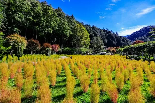 ▲杉林溪今年首次大規模種植波波草,數量達6000棵。(圖/翻攝自Facebook/愛上杉林溪)