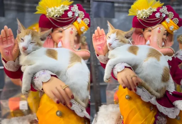 小貓「幸福在象神懷中打瞌睡」爆紅 800萬網融化:最萌神寵。(圖/翻攝自Instagram)