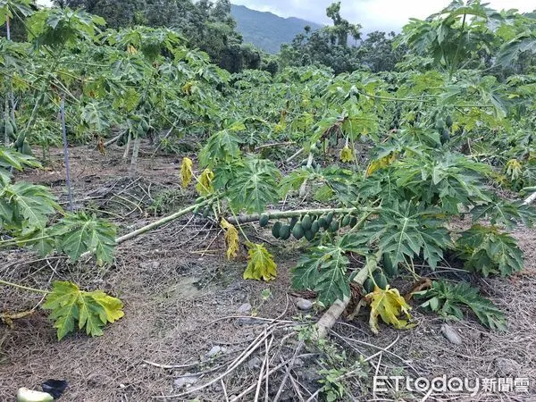 ▲▼受楊柳颱風強風侵襲,光復鄉木瓜有主幹折斷傾倒等嚴重災情。(圖/花蓮縣政府提供,下同)