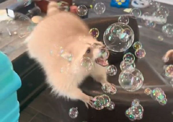 ▲。(圖/翻攝自TikTok/@bentoboxtheraccoon)