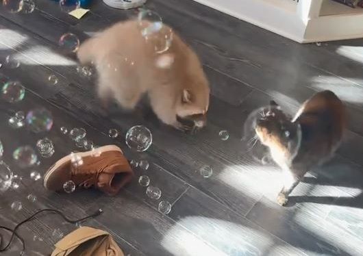 ▲。(圖/翻攝自TikTok/@bentoboxtheraccoon)