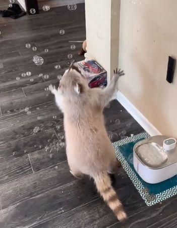 ▲。(圖/翻攝自TikTok/@bentoboxtheraccoon)