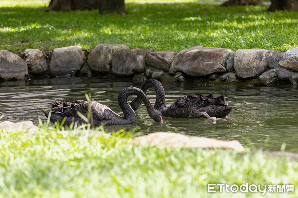 ▲▼ 。(圖/興大提供)