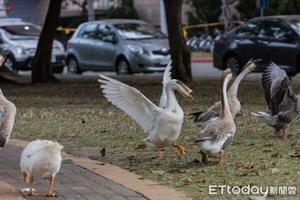 ▲▼ 。(圖/興大提供)