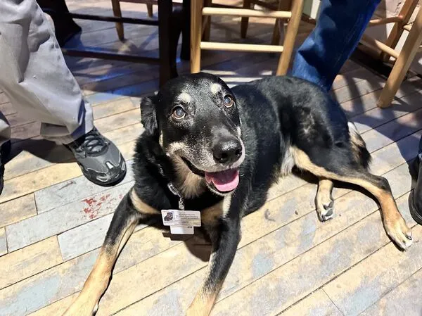 越獄狗狗史考特。(圖/翻攝自Scout`s House & Friends臉書)