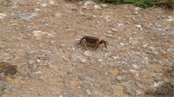 ▲新北大窠坑溪工程獲獎 生態物種重返溪濱。(圖/記者郭世賢翻攝)