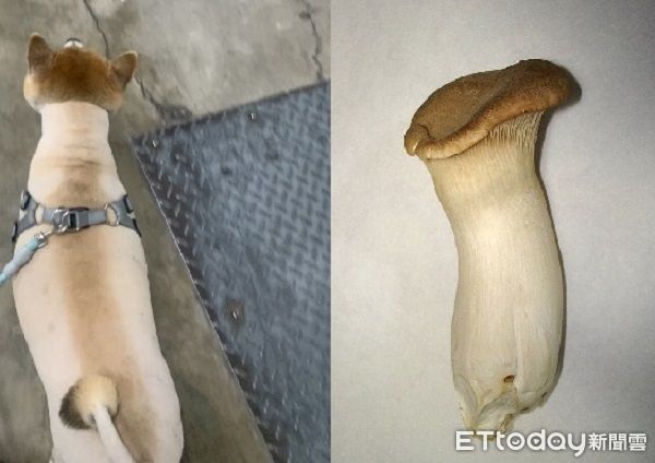 ▲。(圖/Threads@thisispengpeng__提供,請勿隨意翻拍,以免侵權)