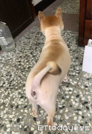 ▲。(圖/Threads@thisispengpeng__提供,請勿隨意翻拍,以免侵權)