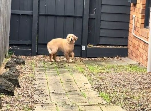 ▲。(圖/翻攝自TikTok/@lifewithmacyandtay)