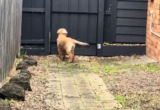 ▲。(圖/翻攝自TikTok/@lifewithmacyandtay)