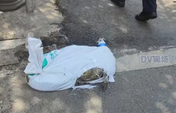 ▲▼廣州外送員送到活鱷魚。(圖/翻攝微博)