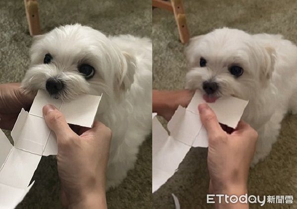 ▲。(圖/Threads@electricdoggie_tattoo提供,請勿隨意翻拍,以免侵權。)