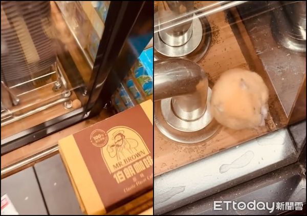▲▼全聯跑出「倉鼠偷吹冷氣」!她直擊傻眼:不只一隻 離譜真相爆出。(圖/網友_lry.3.27授權使用)