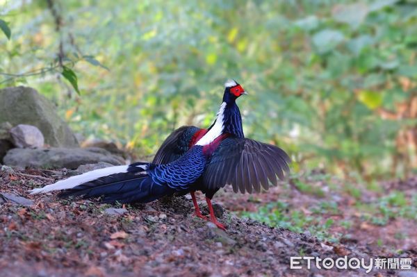 ▲▼大雪山可觀賞到藍腹鷴。(圖/觀光署提供)