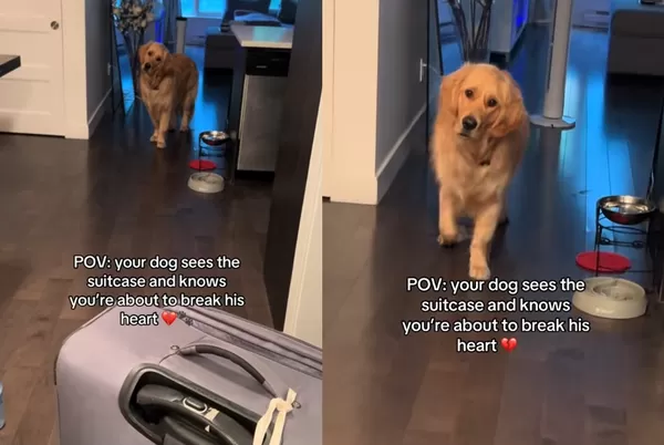 看到行李箱就傷心 黃金獵犬「不想主人離開」歪頭哭哭百萬網心疼。(圖/翻攝自TikTok/laurenandcody)
