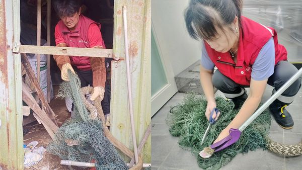 ▲新北2米臭青母誤闖農舍困魚網。(圖/新北市動保處提供)