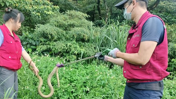 ▲新北2米臭青母誤闖農舍困魚網。(圖/新北市動保處提供)