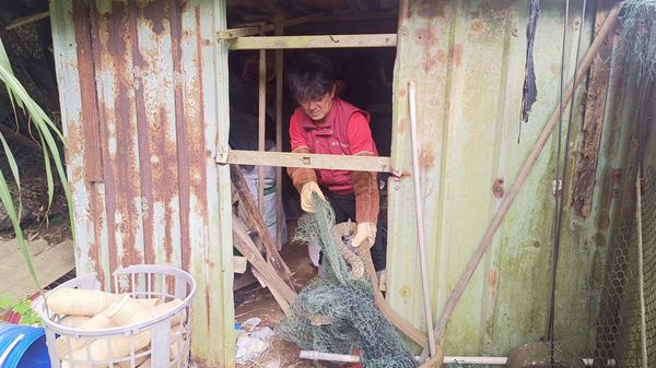 ▲新北2米臭青母誤闖農舍困魚網。(圖/新北市動保處提供)