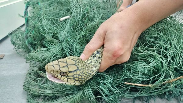 ▲新北2米臭青母誤闖農舍困魚網。(圖/新北市動保處提供)