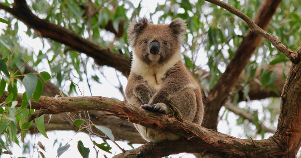 澳洲近期批准一隻無尾熊專用的疫苗。(示意圖/pixabay)