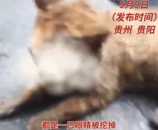 ▲▼文昌閣多隻浪貓遭挖眼、砍斷四肢。(圖/翻攝自微博)