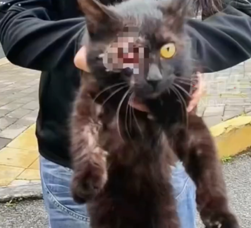 ▲文昌閣多隻浪貓遭挖眼。(圖/翻攝自微博)