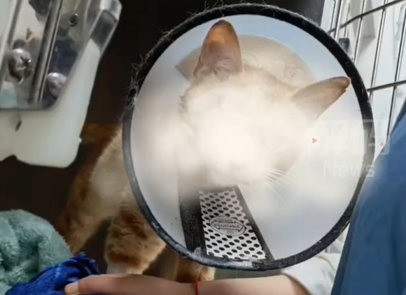 ▲女子救到的貓咪。(圖/翻攝自微博,上同)