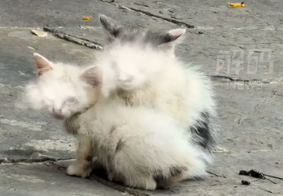 ▲連小奶貓都慘遭毒手。(圖/翻攝自微博)