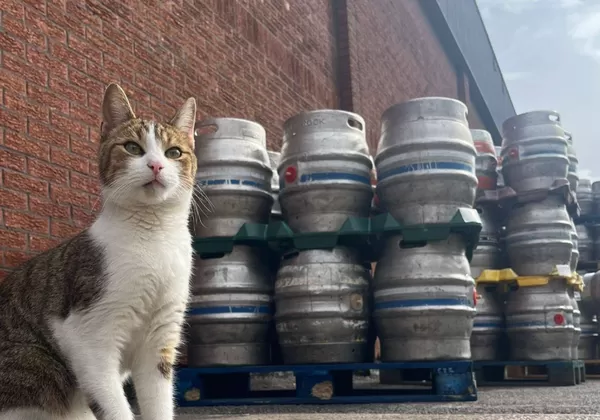 小貓連續翹家2次 「出現在53公里外酒廠」意外成最萌常客爆紅。(圖/翻攝自Facebook/Castle Rock Brewery)