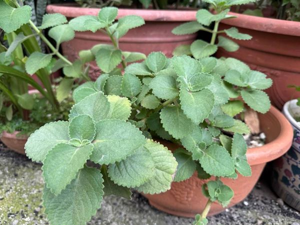 台中一名70歲的老翁吃左手香治喉嚨痛,沒想到,2個月前開始出現雙腳無力、麻木,甚至大小便失禁的情況。(大甲李綜合醫院提供)