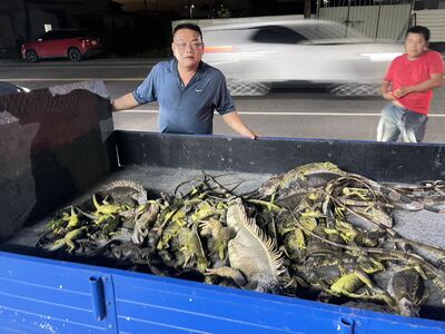 屏東萬丹綠鬣蜥超氾濫！農民快瘋了　1晚抓百隻超恐怖畫面曝