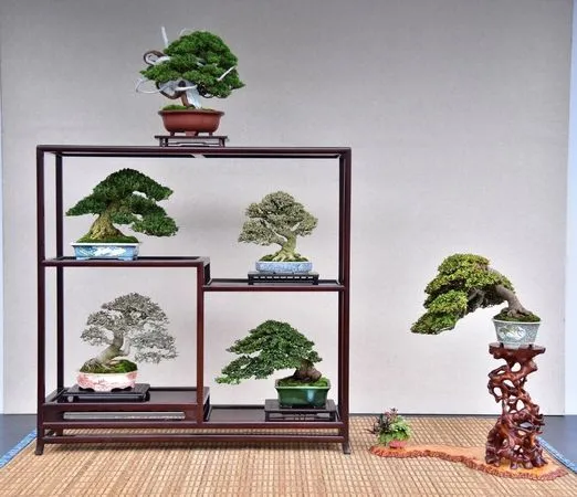 ▲「2025台北漢風盆景展」將於10月9日至10月12日在士林官邸公園開跑。(圖/公園處提供)