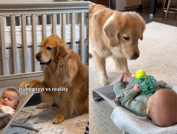 黃金獵犬育兒。(圖/翻攝自IG@elliegoldenlife)