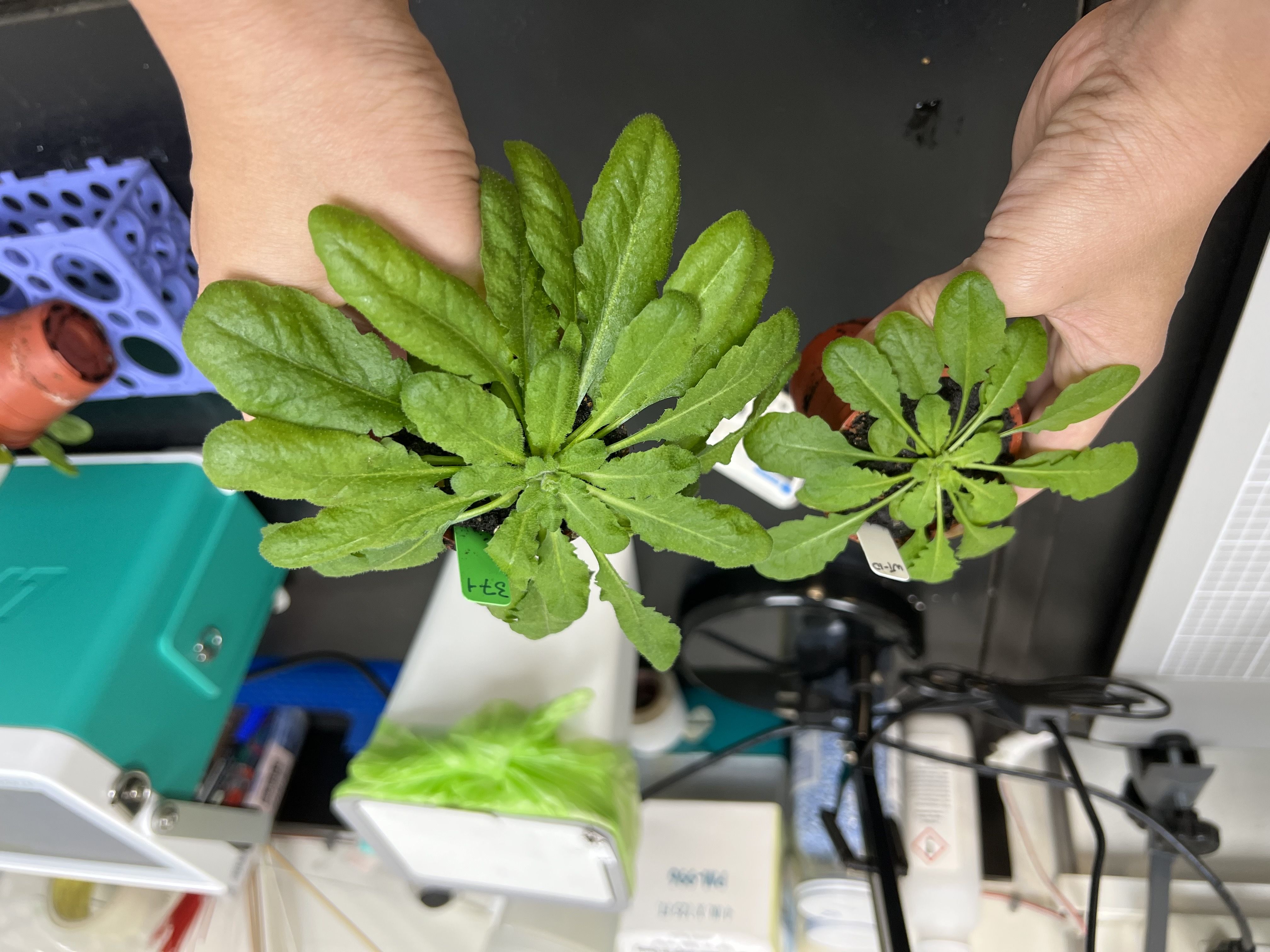 ▲▼中研院長廖俊智帶領團隊,首度創造自然界未曾有的「二碳」(C2)植物,改變光合作用,超越自然演化,固碳效率提升達50%。圖為McG植株與野生植株對比。(圖/中研院提供)