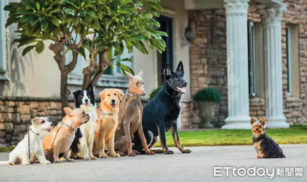 ▲▼解剖報告顯示,薩摩耶猝逝與訓犬學苑無關,學苑盼釐清真相還清白。圖為學苑犬隻參加比賽。(圖/西北訓犬學苑官網)