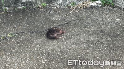 女大生赴約慘死！命案現場遺留「粉色髮絲」　黑狗嗅聞血腥味