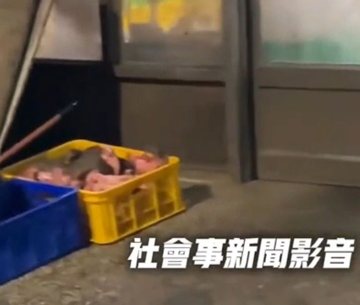 ▲▼米奇家族爬在肉堆上。(圖/翻攝自社會事新聞影音)