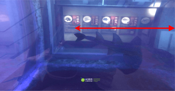 ▲。(圖/翻攝自台灣動物社會研究會)