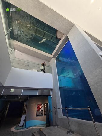 ▲。(圖/翻攝自台灣動物社會研究會)