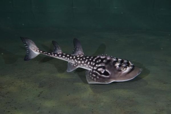 ▲。(圖/翻攝自美麗海生物圖鑑)